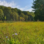 Naturwiese An der Viehleite