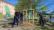 Baumpflanzung zum Tag des Baumes 2026