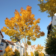 Sonnenstein im Herbst