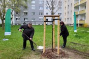 Baumpflanzung in Copitz