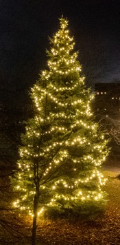 Weihnachtsbaum Sonnenstein 2023