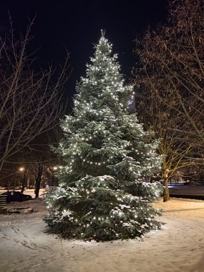 Weihnachtsbaum Sonnenstein