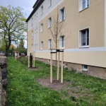 30 Jahre WGP - 30 Bäume für Pirna