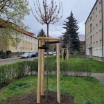 30 Jahre WGP - 30 Bäume für Pirna